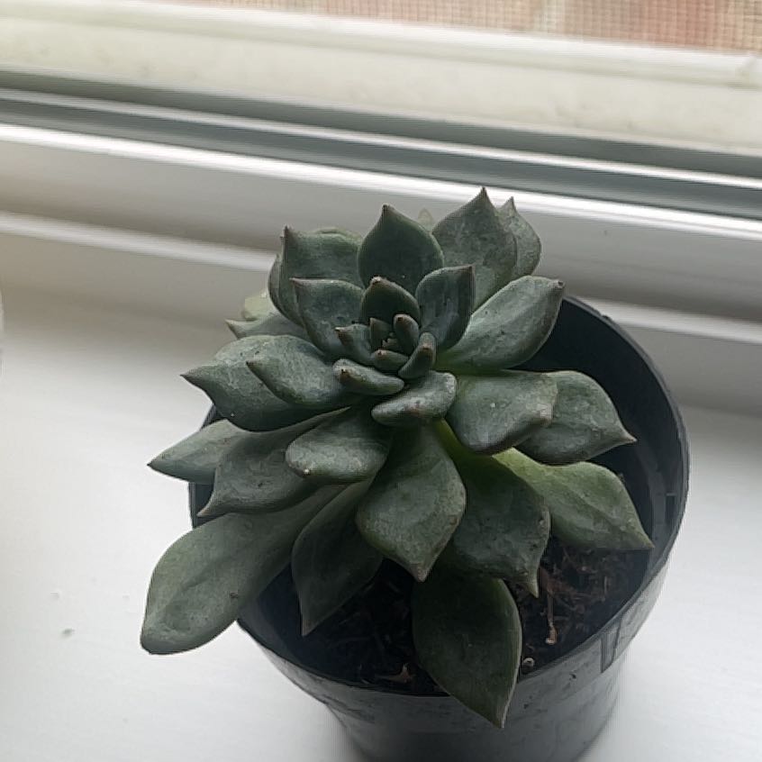 Sedeveria 'Dark Elf' succulent in a black pot on a windowsill.