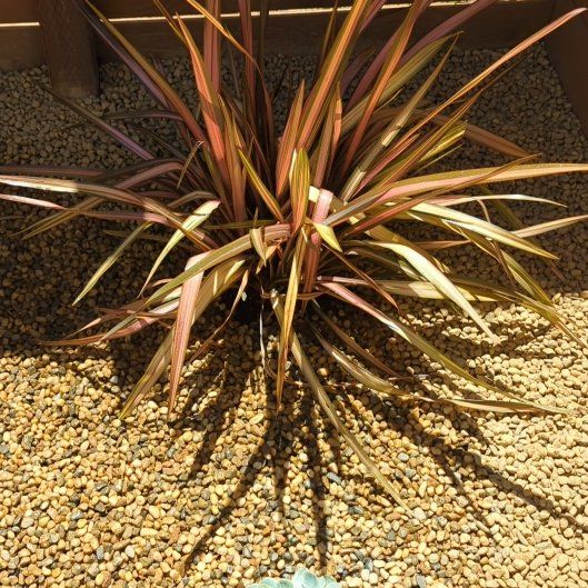 Photo of the plant species Phormium 'Rainbow Chief' by @RadiantSoursop named Sir Plancelot on Greg, the plant care app
