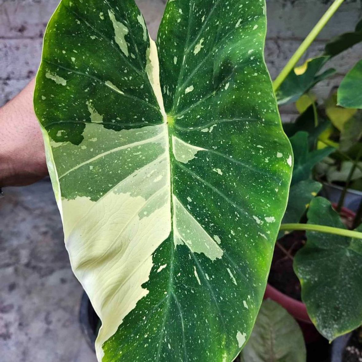 Photo of the plant species Colocasia 'Milky Way' by @SpecialJuneplum named Mollie on Greg, the plant care app