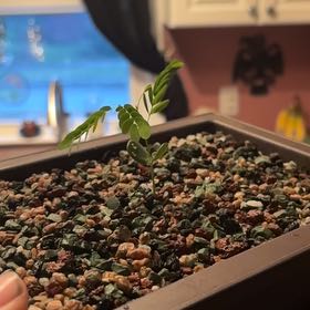 Photo of the plant species Acacia by @ancientaliens named Acacia on Greg, the plant care app