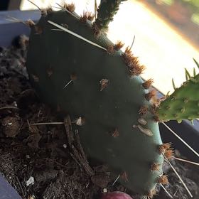 Photo of the plant species Coastal Pricklypear by @ancientaliens named Prickles on Greg, the plant care app