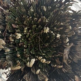 Photo of the plant species Rose of Jericho by @IdealCobnut named Elle on Greg, the plant care app