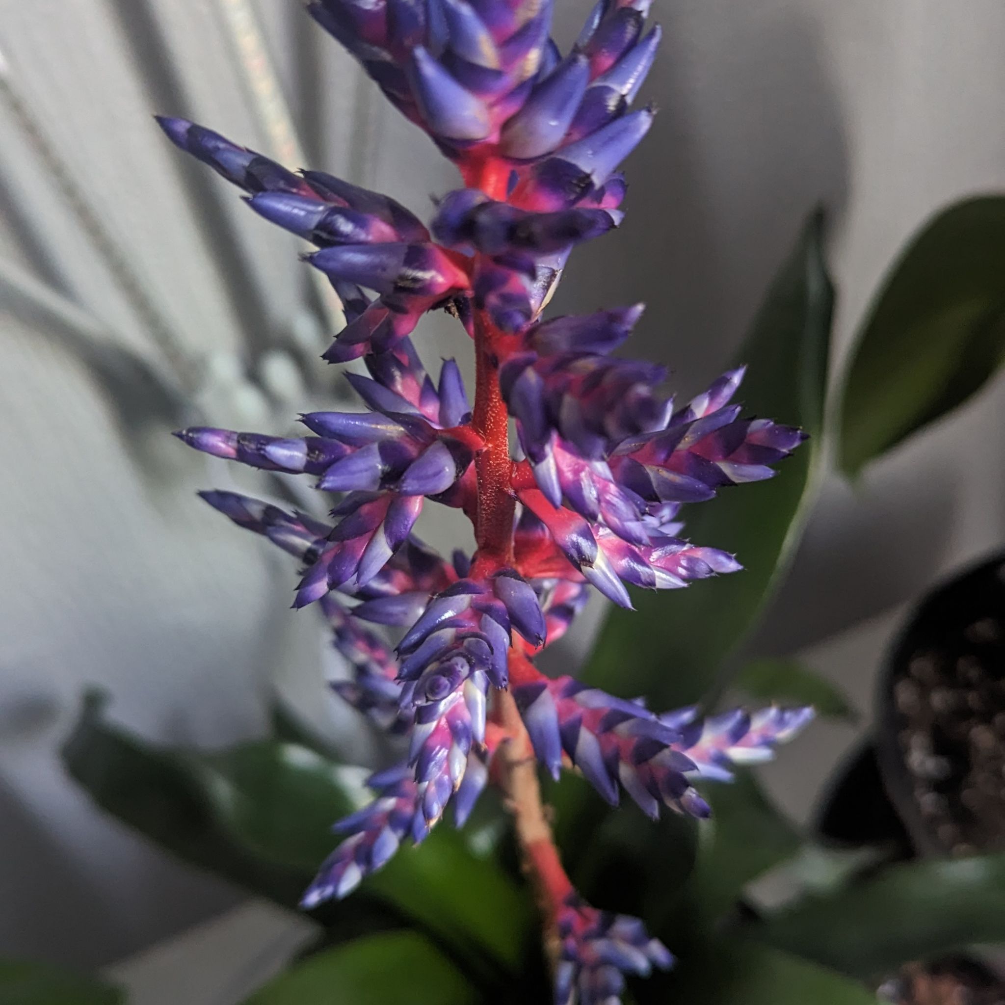 Photo of the plant species Blue Rain Bromeliad by @ZippyRedhill named Scarlett on Greg, the plant care app