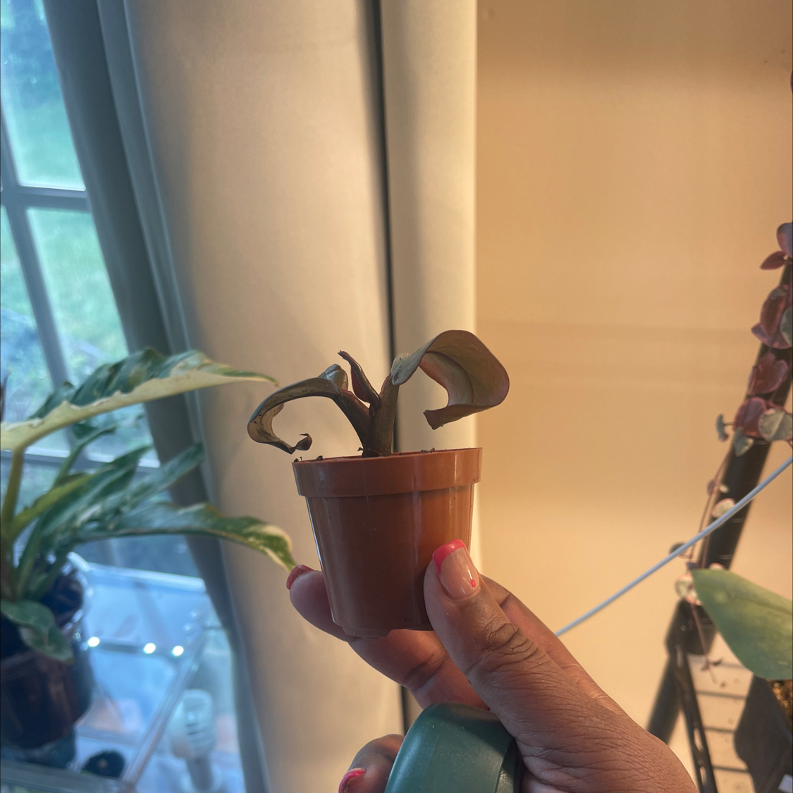 Photo of the plant species Philodendron erubescens 'Black Cardinal x Caramel' by @PiousEmoryoak named Rainier on Greg, the plant care app