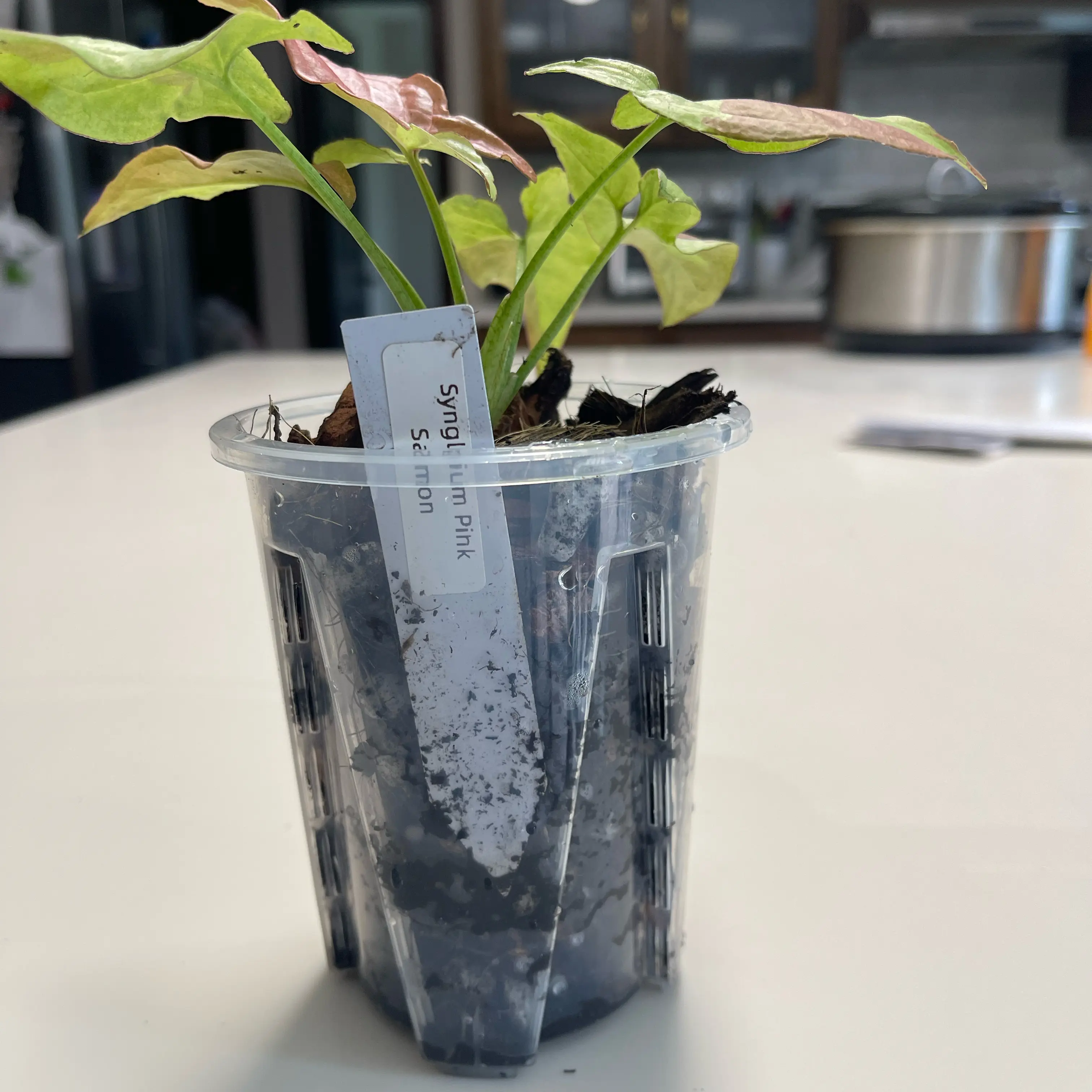 Photo of the plant species Syngonium Orm Nagpum by @PiousEmoryoak named Pink Salmon on Greg, the plant care app