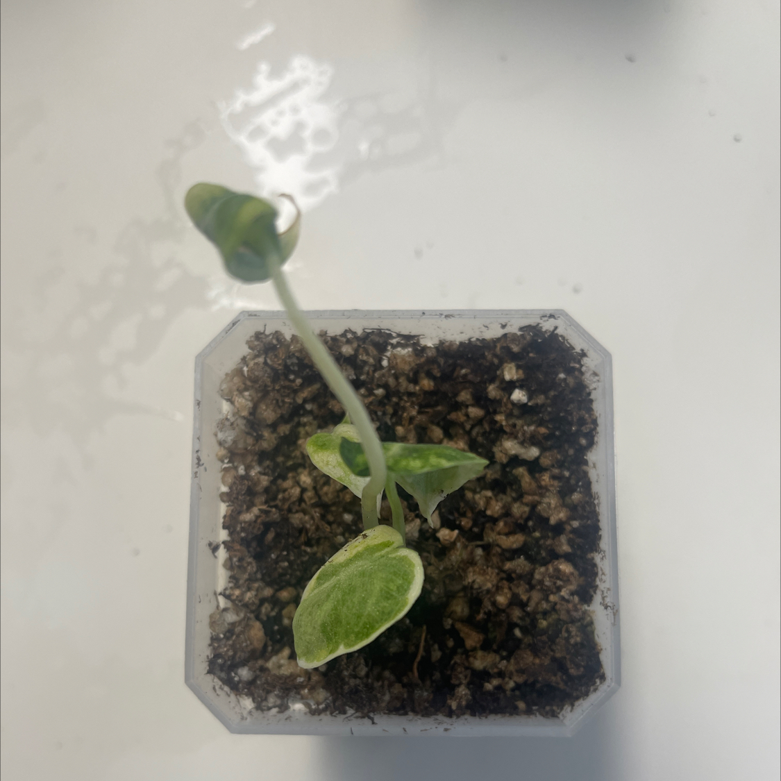 Photo of the plant species Alocasia Black Velvet Ninja by @PiousEmoryoak named ChloroPhil on Greg, the plant care app