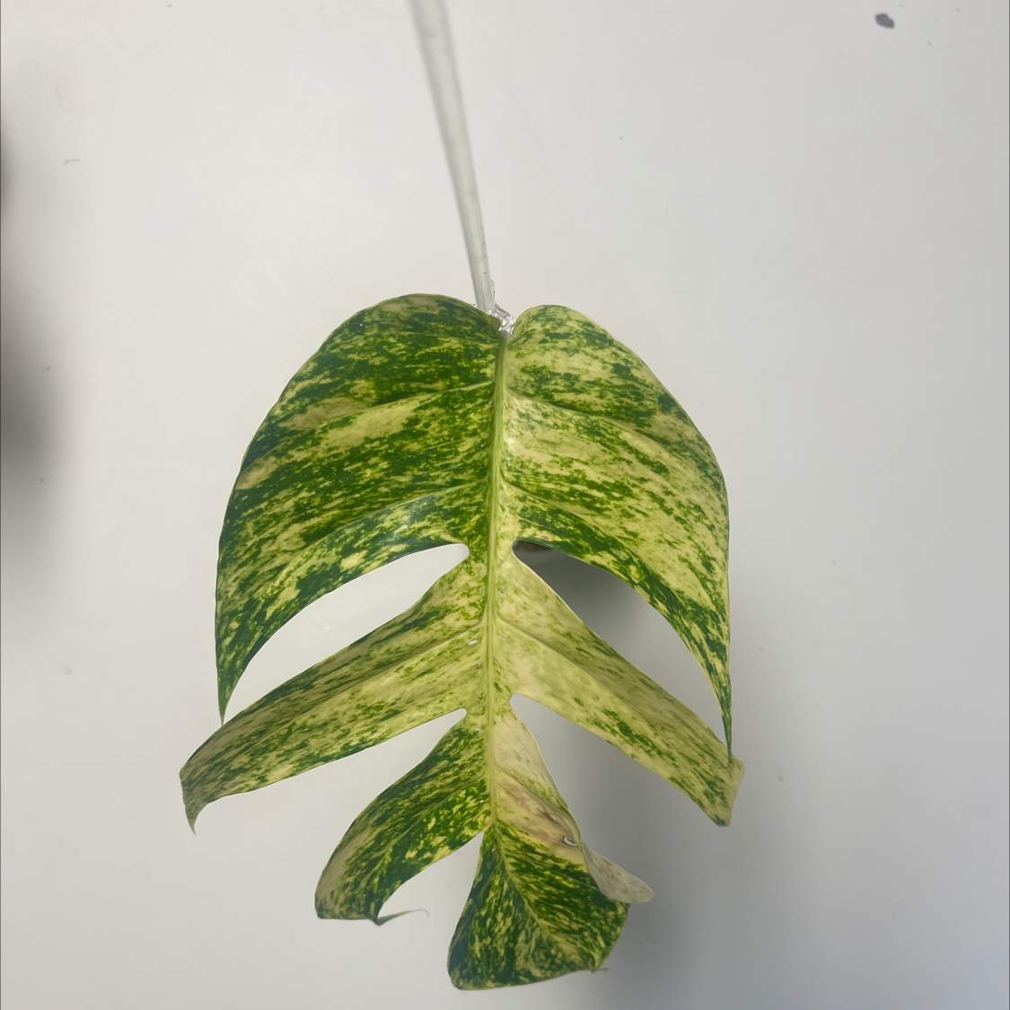 Photo of the plant species Aurea Epipremnum Pinnatum by @PiousEmoryoak named Yellow Flame on Greg, the plant care app