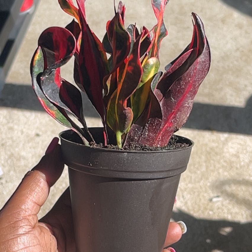 Plant care for Luna Batik Croton on Greg, the plant care app