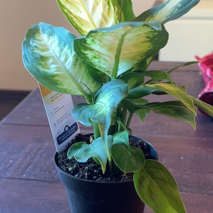 Photo of the plant species Diffenbachia 'Camille' by @PiousEmoryoak named Camille on Greg, the plant care app