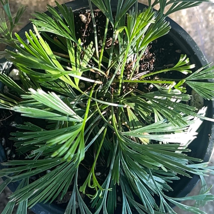 Photo of the plant species Eyelash Fern by @PiousEmoryoak named Kardashian on Greg, the plant care app