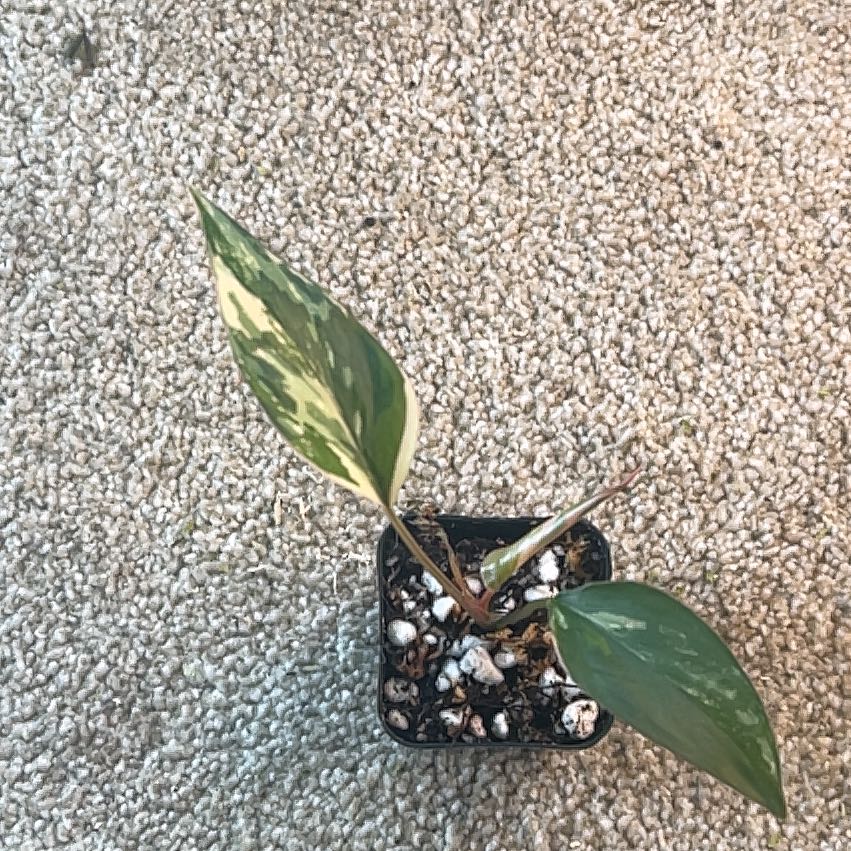 Photo of the plant species Homalomena Pink Diamond by @PiousEmoryoak named Khaleesi on Greg, the plant care app