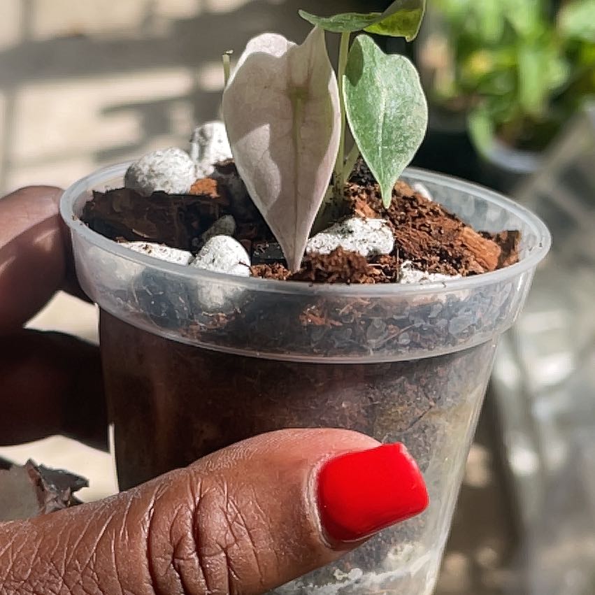 Photo of the plant species Alocasia Polly Variegated by @PiousEmoryoak named Pink Polly Ghost on Greg, the plant care app