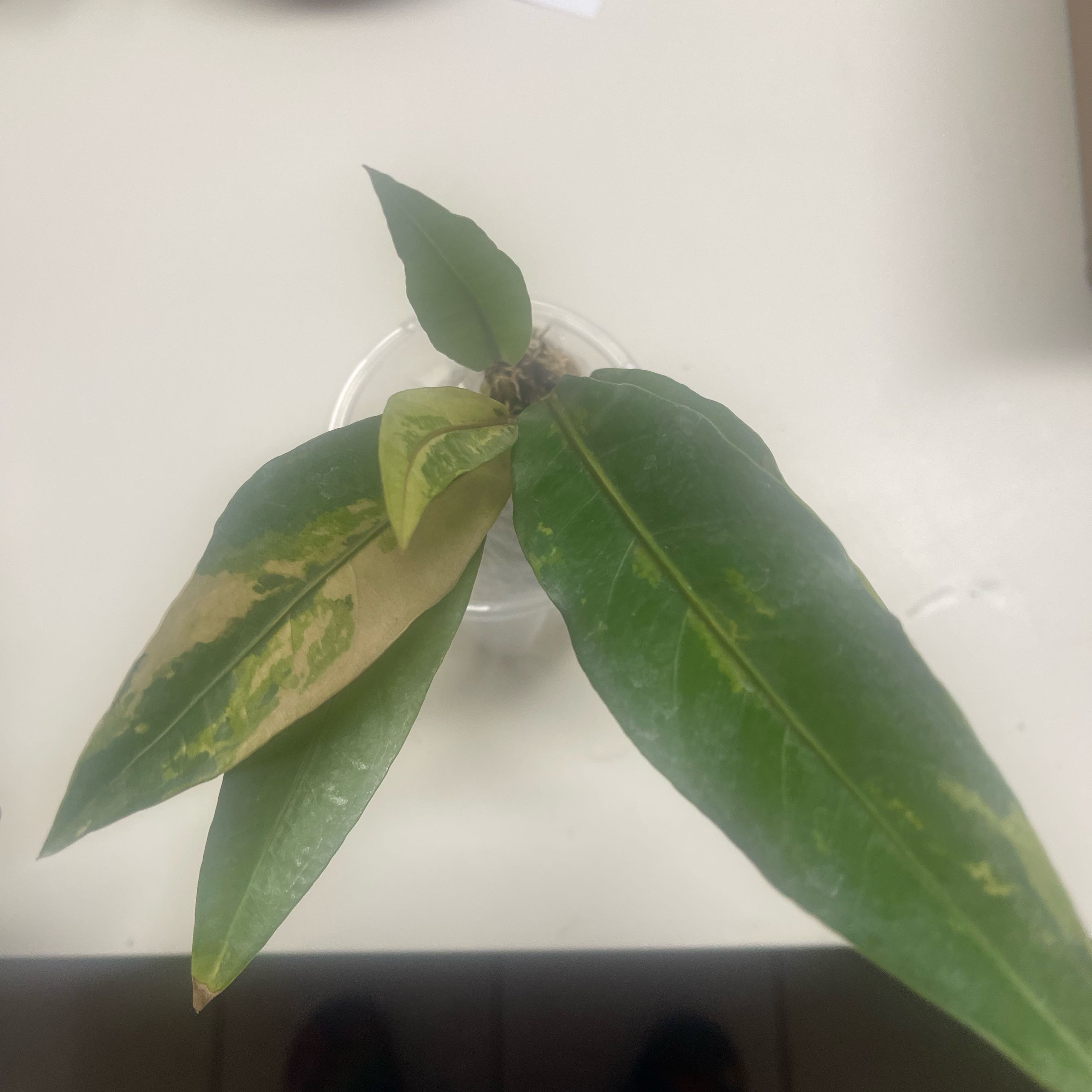 Photo of the plant species Anthurium Hookeri by @PiousEmoryoak named Black Pink form Variegated on Greg, the plant care app