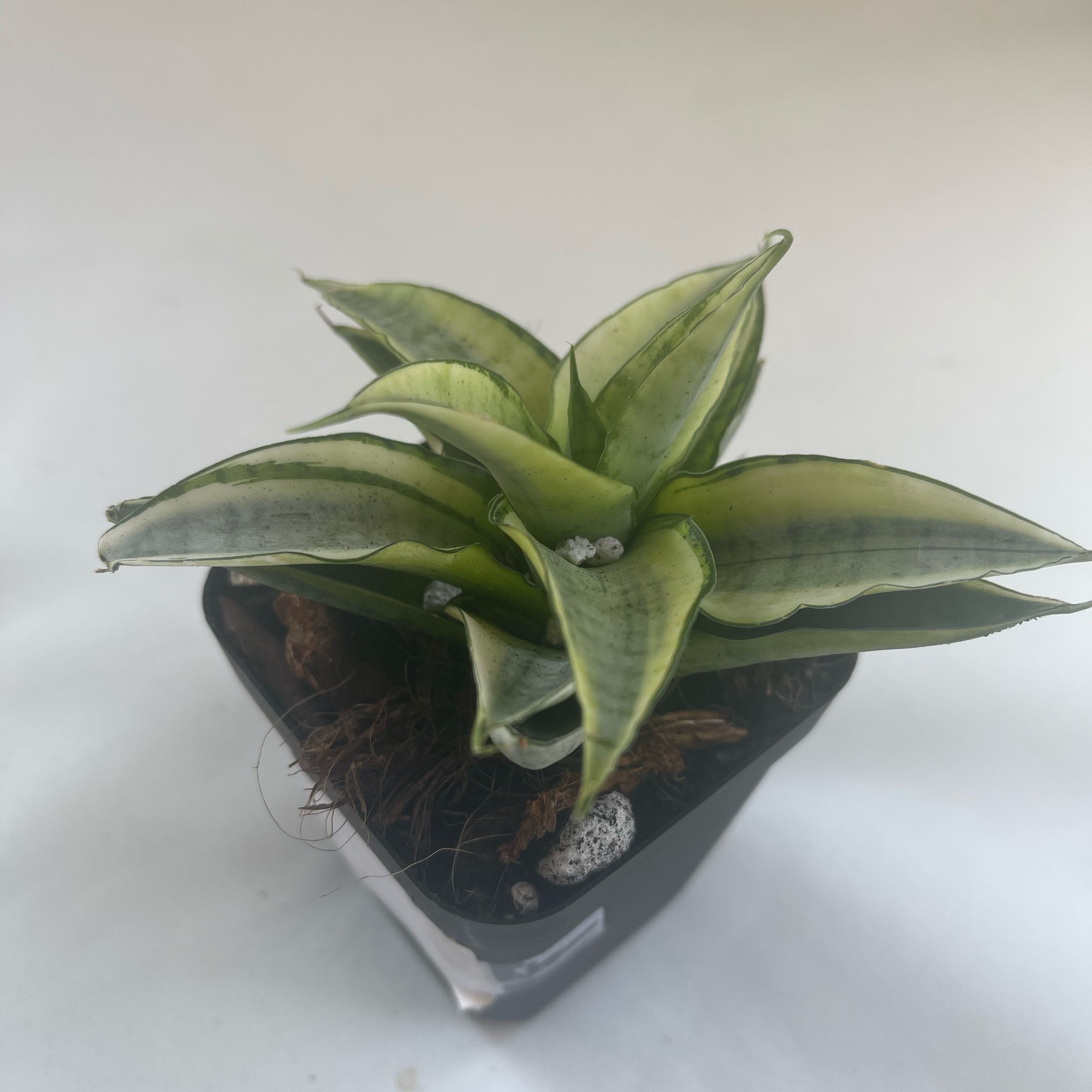 Photo of the plant species Sanseveria Gabriella by @PiousEmoryoak named Gabriella on Greg, the plant care app