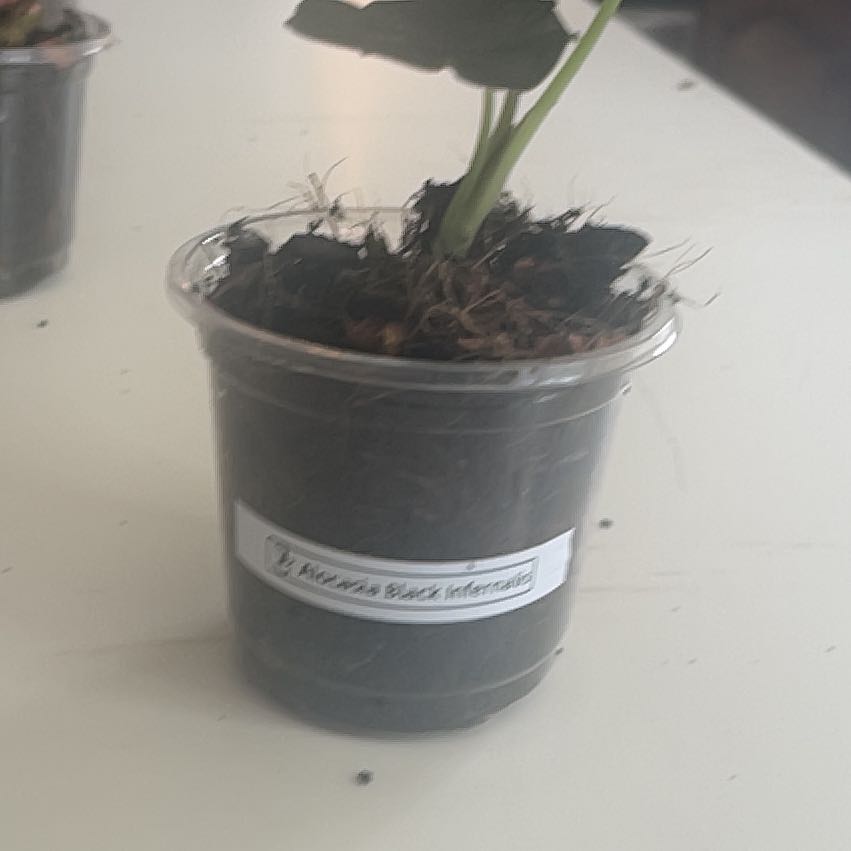 Photo of the plant species Alocasia Black Cobra by @PiousEmoryoak named Kobe on Greg, the plant care app