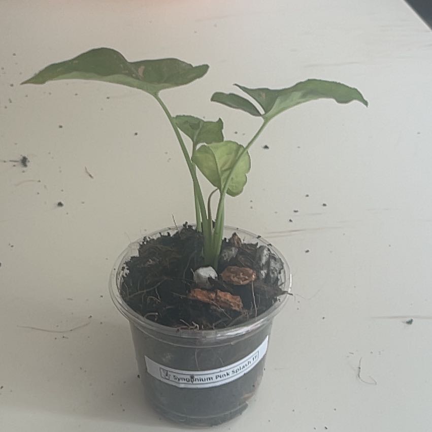 Photo of the plant species Syngonium Pink Splash Thai by @PiousEmoryoak named Austen on Greg, the plant care app