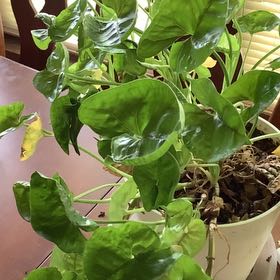 Photo of the plant species Arrrowhead Plant by @BrainyRaspfern named Orwell on Greg, the plant care app