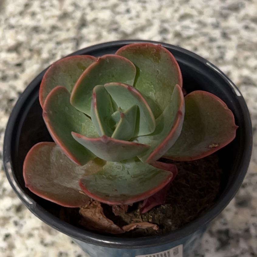 Photo of the plant species Echeveria 'Blue Sky' by @ProperWildbasil named Osmo on Greg, the plant care app
