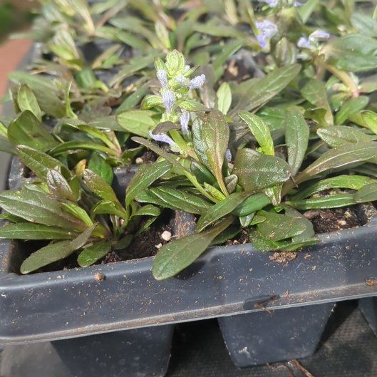 Photo of the plant species Chocolate Chip Ajuga by @BigBhutanpine named Athena on Greg, the plant care app