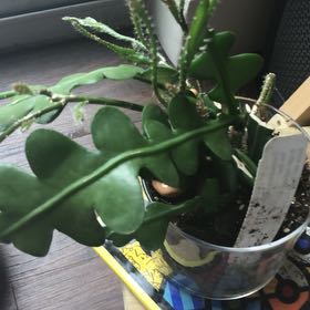 Photo of the plant species Cryptocereus anthonyanus by @VividSilverleaf named Coco on Greg, the plant care app
