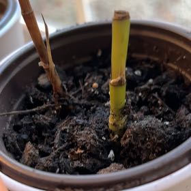 Photo of the plant species Bamboo Orchid by @SeasonalFanmoss named Cleopatra on Greg, the plant care app