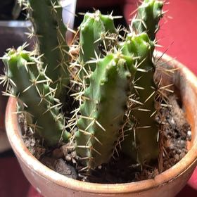 Photo of the plant species Lady-Finger Hedgehog Cactus by @SeasonalFanmoss named Gobi on Greg, the plant care app