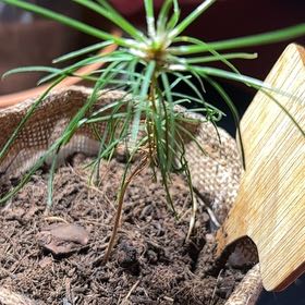 Photo of the plant species rocky mountain pine by @SeasonalFanmoss named Marilyn on Greg, the plant care app