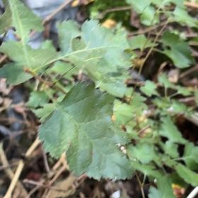 Photo of the plant species White Mulberry by @SeasonalFanmoss named Sherlock on Greg, the plant care app