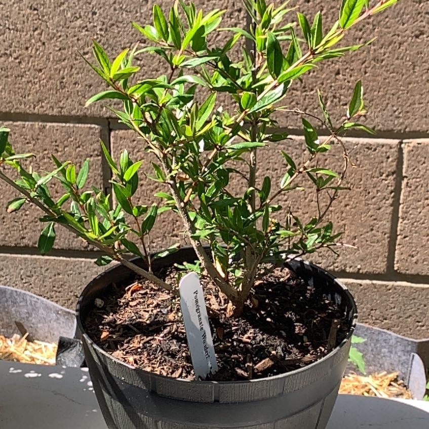 Photo of the plant species Wonderful Pomegranate by @Chad named Planty on Greg, the plant care app