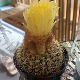 Photo of the plant species Golden Easter Lily Cactus by @HegemonicPothos named Lola on Greg, the plant care app