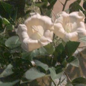 Photo of the plant species Sacred Datura by @EasygoingBasil named Elle on Greg, the plant care app