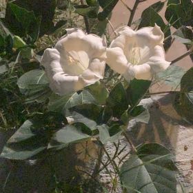 Photo of the plant species Sacred Datura by @EasygoingBasil named Fernie Mercury on Greg, the plant care app