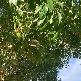 Photo of the plant species Kapok Tree by @EasygoingBasil named Surya on Greg, the plant care app