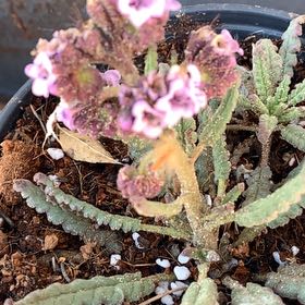 Photo of the plant species Wavyleaf Sea Lavender by @EasygoingBasil named Clooney on Greg, the plant care app