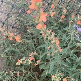 Photo of the plant species Desert Globemallow by @EasygoingBasil named Drake on Greg, the plant care app