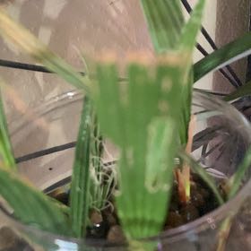 Photo of the plant species Canary Island Date Palm by @EasygoingBasil named Figyonce on Greg, the plant care app