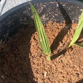 Photo of the plant species Mexican Fan Palm by @EasygoingBasil named Zion on Greg, the plant care app