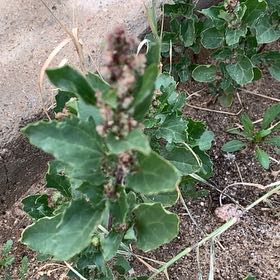 Photo of the plant species Australian-Spinach by @EasygoingBasil named Naomi on Greg, the plant care app