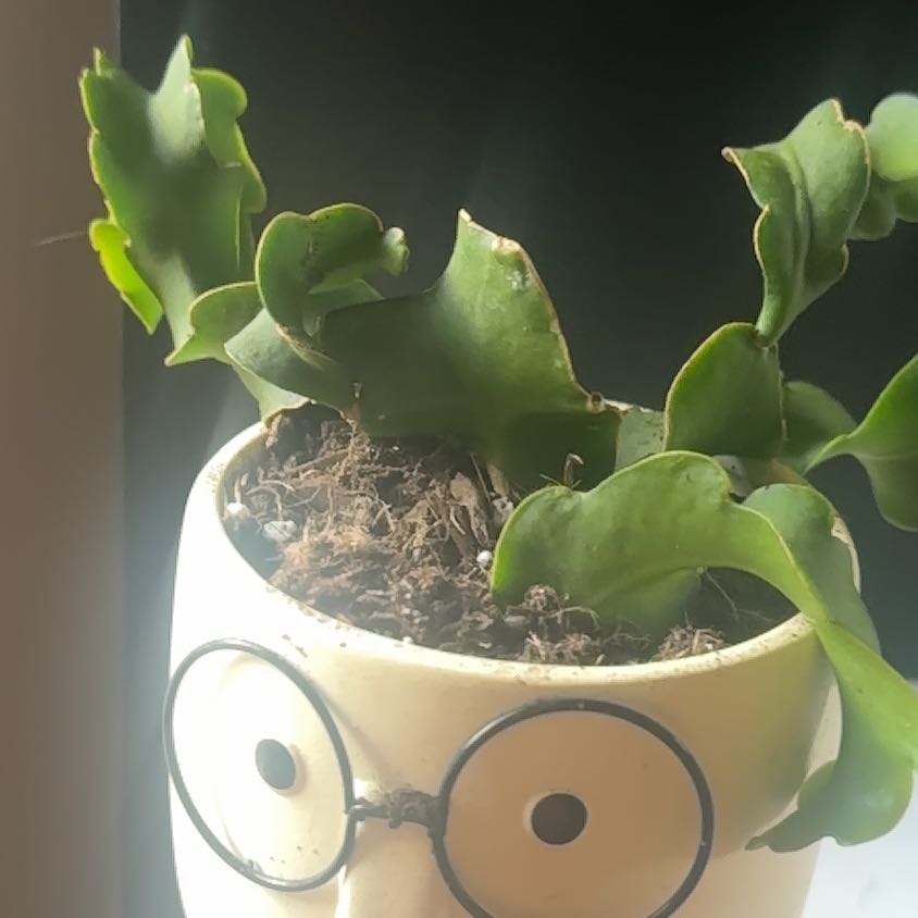 Curly Locks Orchid Cactus in a decorative pot with glasses design, healthy green leaves.