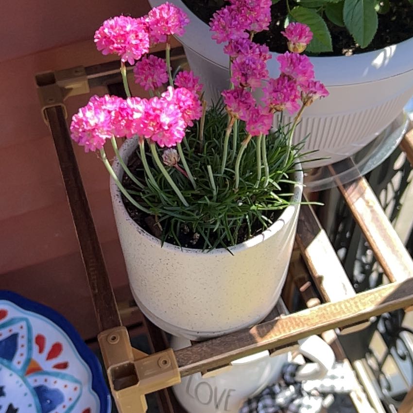 Potted Siberian Sea Thrift with vibrant pink flowers, healthy and well-framed.