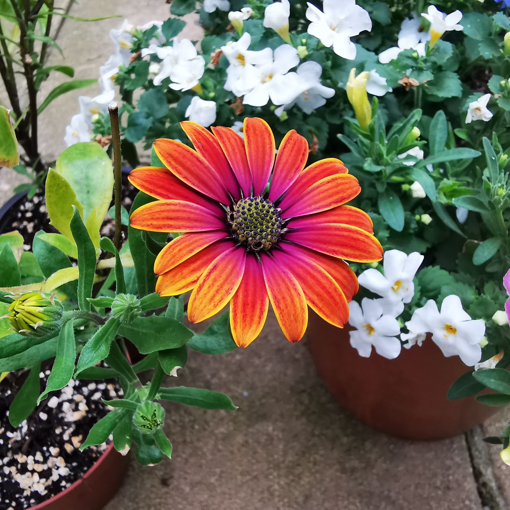 Photo of the plant species Zion Purple Sun by @ResilientRuby named Sherlock on Greg, the plant care app