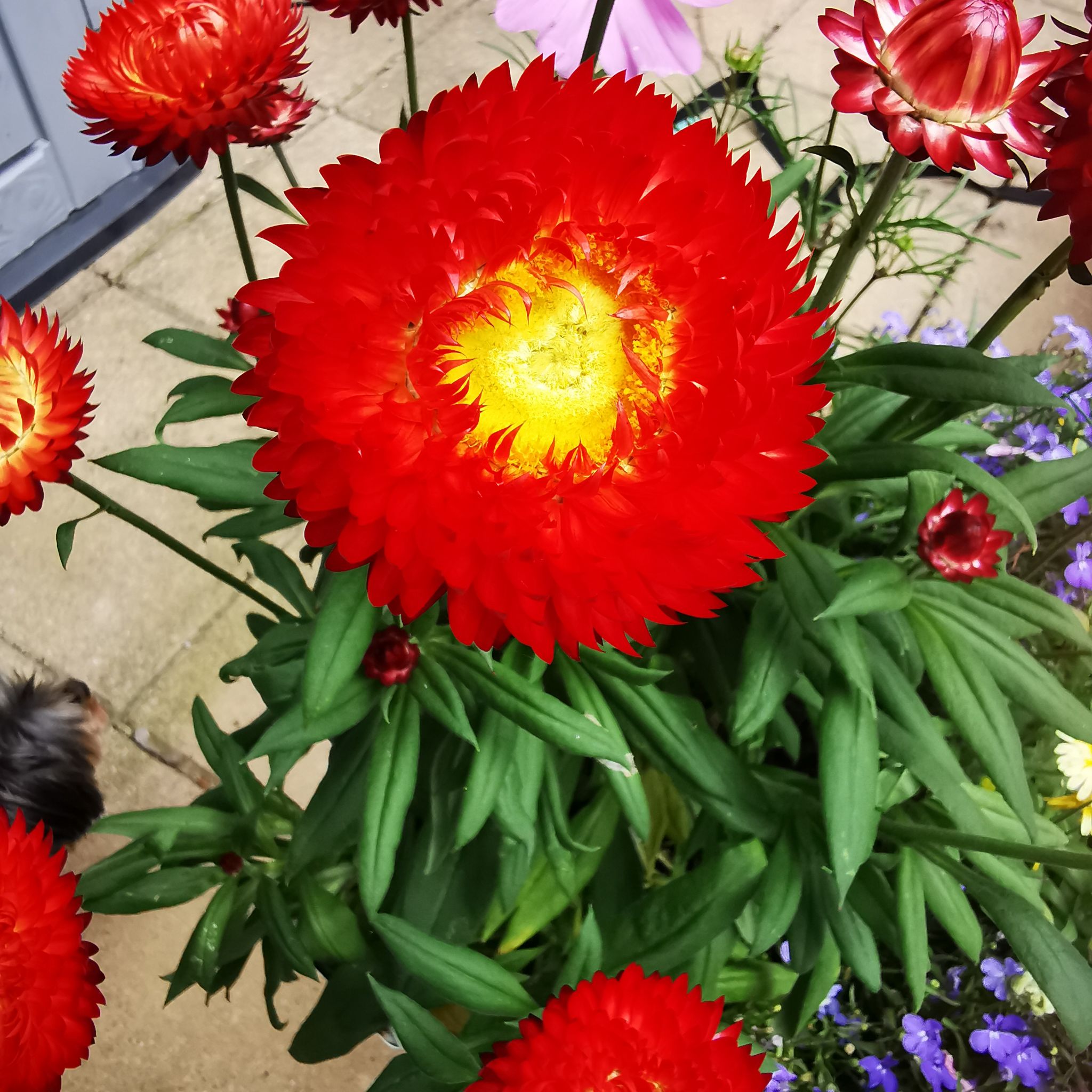 Photo of the plant species Crimson Sun by @ResilientRuby named Fernie Mercury on Greg, the plant care app