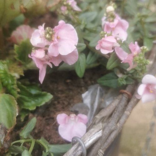 Photo of the plant species Diascia barberae by @ResilientRuby named Madonna on Greg, the plant care app