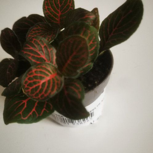 Photo of the plant species Nerve Plant by @ResilientRuby named deadpool on Greg, the plant care app