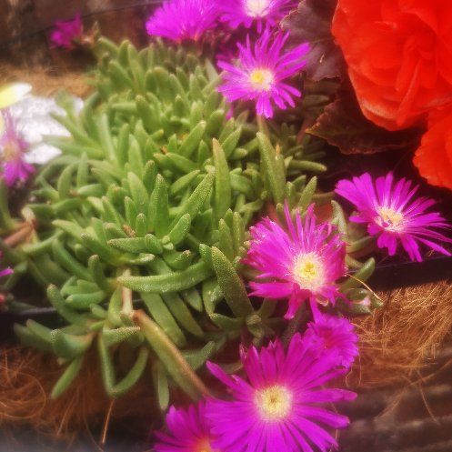 Photo of the plant species Assorted Delosperma by @ResilientRuby named Purps on Greg, the plant care app