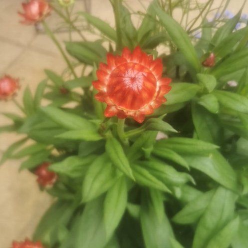 Plant care for Bracteantha 'SunBrero Yellow' on Greg, the plant care app