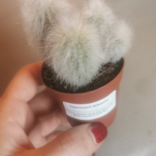 Photo of the plant species Espostoopsis dybowskii by @ResilientRuby named Fluff on Greg, the plant care app