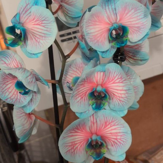 Photo of the plant species Striped Sun Orchid by @ResilientRuby named Achilles on Greg, the plant care app