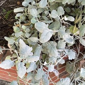 Photo of the plant species St. Catherine's Lace by @JoleneinSacTown named Captain Plant-it on Greg, the plant care app