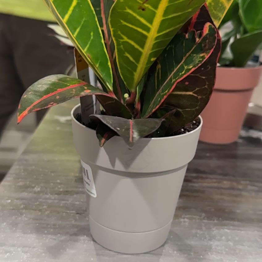 Photo of the plant species Batik Croton by @BusySicklethorn named Morgan Treeman on Greg, the plant care app